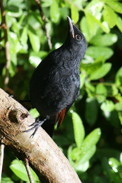 starling 23